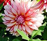 Caribbean Fantasy Dahlia - 2 Bulb Clumps - Creamy White & Red