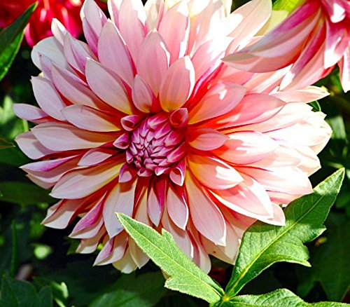 Caribbean Fantasy Dahlia - 2 Bulb Clumps - Creamy White & Red Caribbean Fantasy Dahlia - 2 Bulb Clumps - Creamy White & Red