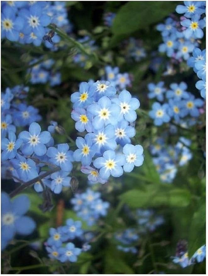 PREMIER SEEDS DIRECT ME NOT Myosotis ALPESTRIS 1.7 GM