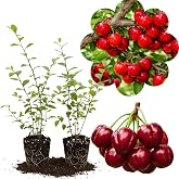 2 Barbados Cherry Trees Plants Live, Home Orchard Tree, 4-8 Inch Tall | Well Draining Soil, Cold Hardy 5-9, Summer Fruit, Spring Bloom Set, Yard Orchard, Well-Rooted Tree, Backyard Garden