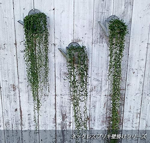Amazon アーモンドネックレス3 5号ブリキ壁掛け吊鉢ロング仕立て 観葉植物 オンライン通販