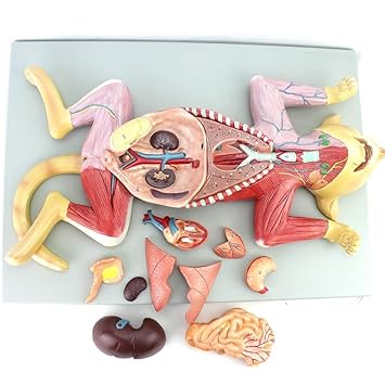 Cat Organ Anatomy - Anatomy Diagram Book