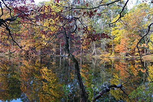 11x14 Fall Foliage Photography Backdrop Print Autumn Pictures for Wall Color Leaves Decor Nature Artwork Home