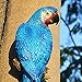 Unicoco Tropical Macaws Wall Sculpture Resin Blue Simulation Parrot Model Left Parrot Wall Hanging Decor