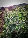All Good Things Organic Seeds Holy Basil Tulsi Seed Collection: Vana, Rama, Krishna Tulsi Seed Packets (Three Packets/~200 seeds/packet): Certified Organic, Non-GMO Seeds from the United States