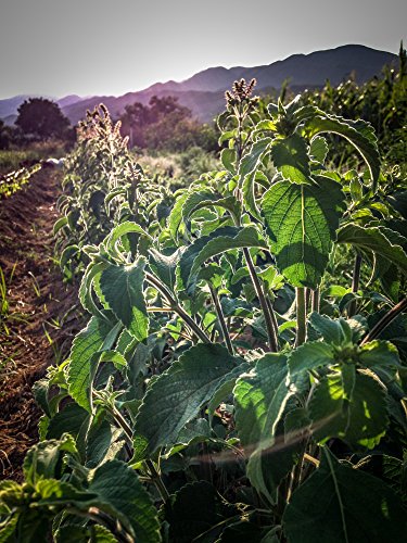 All Good Things Organic Seeds Holy Basil Tulsi Seed Collection: Vana, Rama, Krishna Tulsi Seed Packets (Three Packets/~200 seeds/packet): Certified Organic, Non-GMO Seeds from the United States