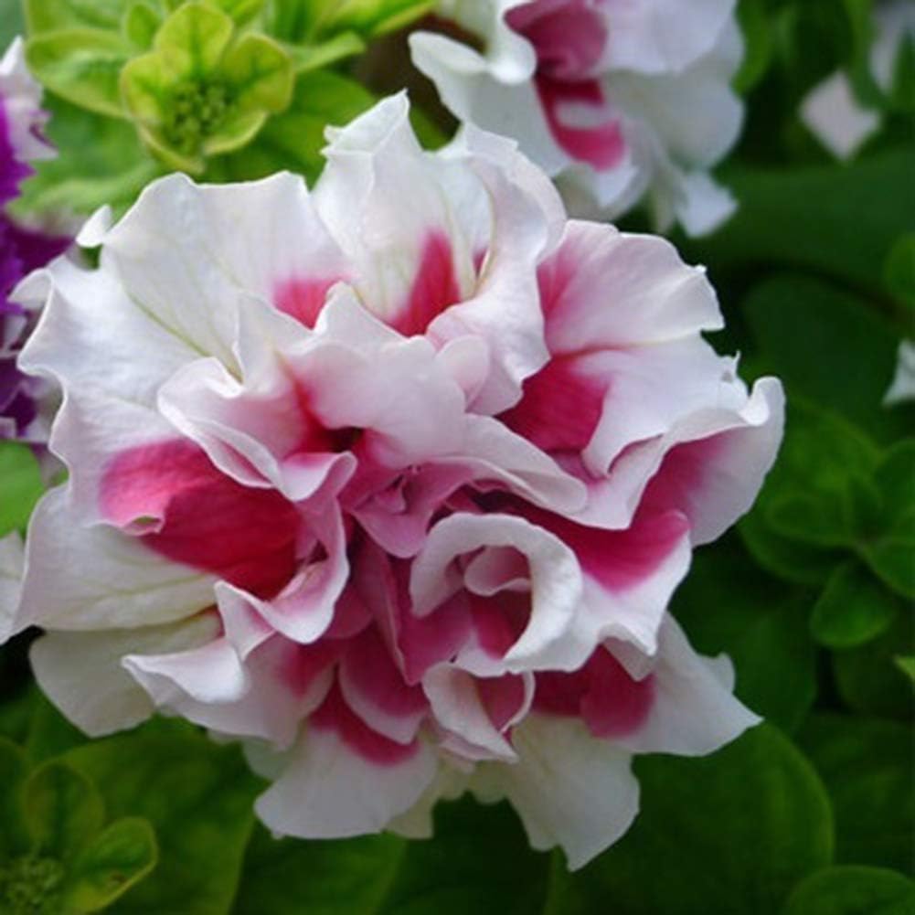 Verlike 20Pcs Various Color Petunia Seeds Flower Plant Home Garden Balcony Decor, Seeds for Plainting, Easy to Grow Flower Plants Seeds White Pink Petunia Hybrida Seeds
