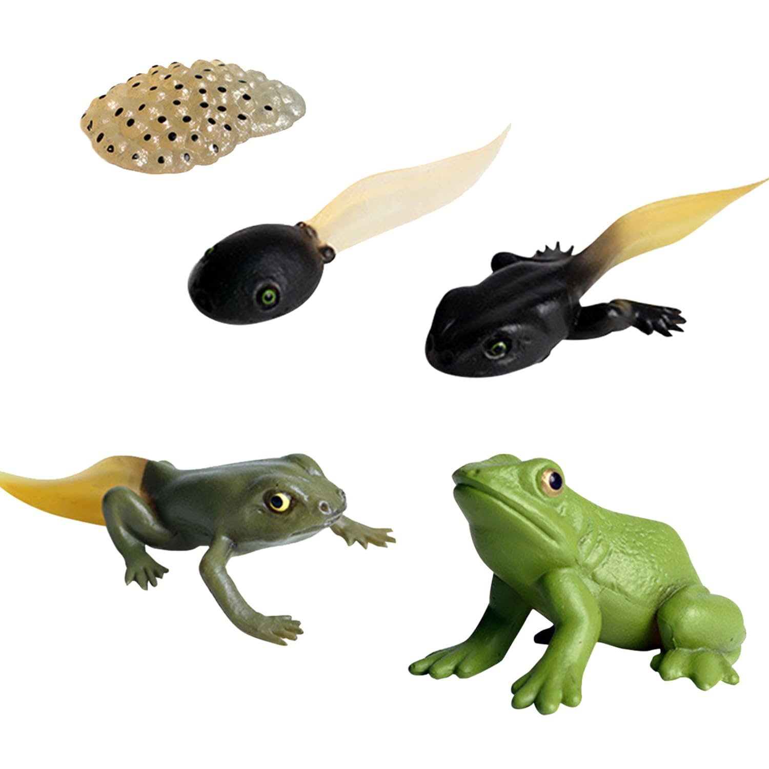 Lezevn 5Pcs Animal Life Cycle Figures of Frog Growth Cycle Figurine Plastic Frog for Bonsai Pot Micro Landscape Decor Educational Toy
