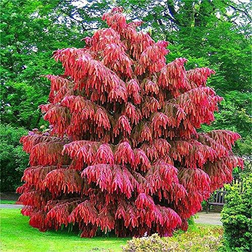 Plat Firm Germinazione Dei Semi Piante Rare Giappone Cedro Rosso Casa Jardin Perenne Piante Legnose Piante Bonsai Amazon It Giardino E Giardinaggio