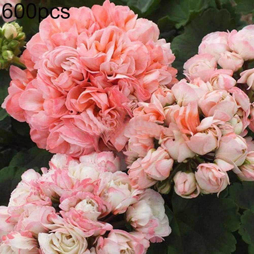 WskLinft 600Pcs Pink Geranium Seeds Flower Plant Office Bonsai Home Garden Balcony Decor for Planting for Indoor and Outdoor All Seeds are Heirloom, 100% Non-GMO! Geranium Seeds 600pcs