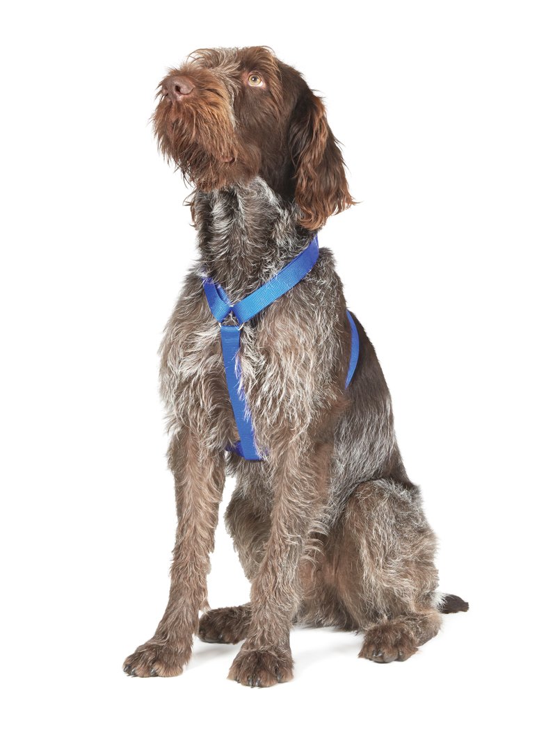 Ancol Nylon Dog Harness Blue Reflective Lightweight Comfortable Adjustable Straps Chest Support Pet Puppy Walking Accessory - 37 - 58 cm - Small โ image 1
