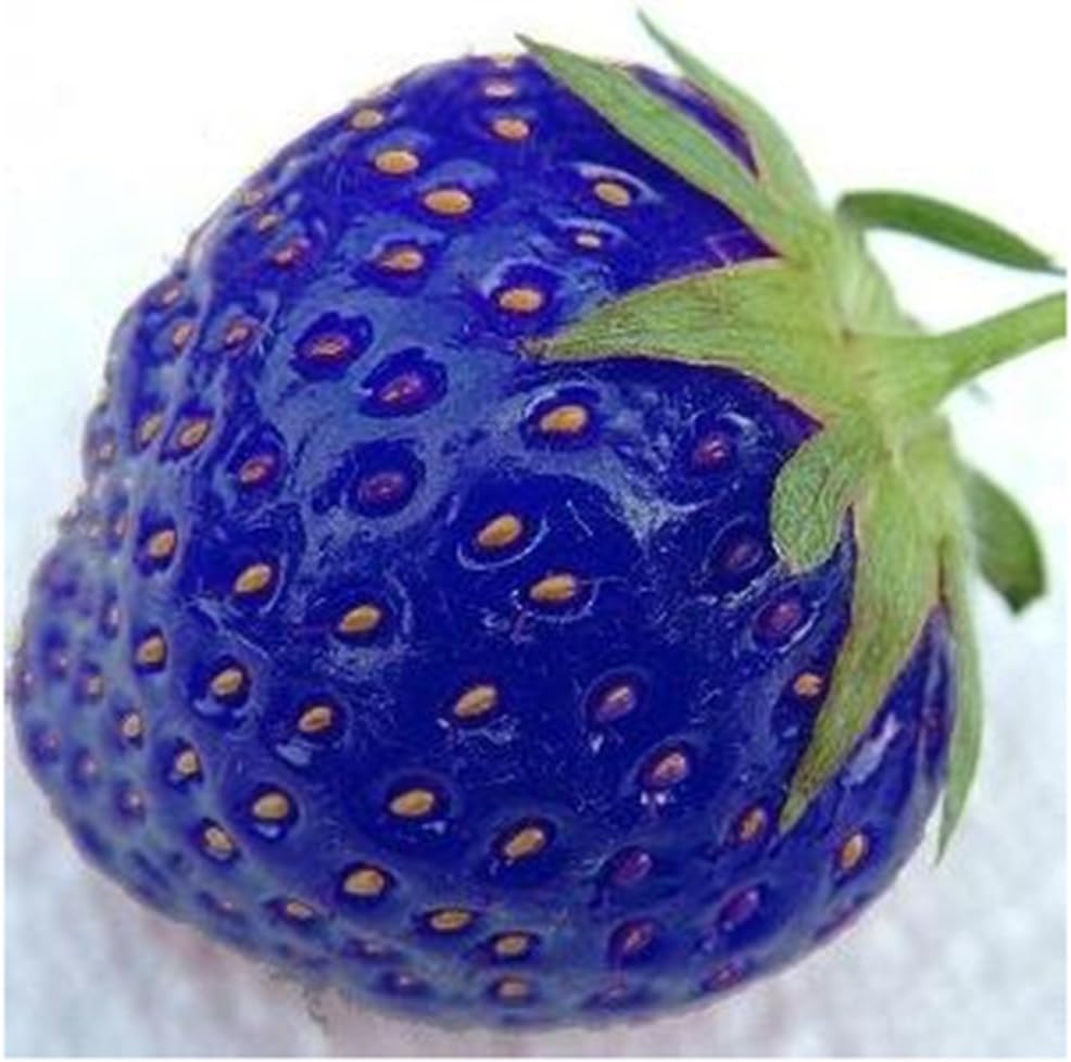 Ncient 50/100 Semillas de Fresa de Multi Colores Semillas Frutas ...