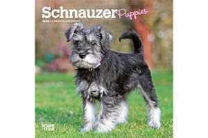 Schnauzer Puppies | 2026 7 x 14 Inch (Hanging) Monthly Mini Wall Calendar | BrownTrout | Animals Dog Breeds Puppy