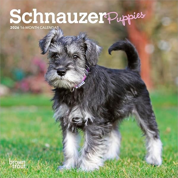 THE MINIATURE SCHNAUZER DVD付き THE MINIATURE SCHNAUZER DVD付き