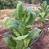 Shirazi Smoking Tobacco Seeds (~350) by All Good Things Organic Seeds: Certified Organic, Non-GMO, Heirloom, Open Pollinated Seeds from the United States