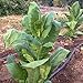 Organic Shirazi Smoking Tobacco Seeds: Non-GMO, Certified Organic Heirloom Seed Packet