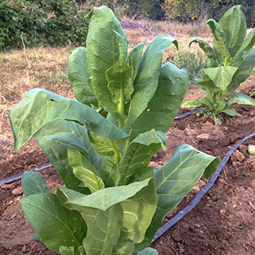 Shirazi Smoking Tobacco Seeds (~350) by All Good Things Organic Seeds: Certified Organic, Non-GMO, Heirloom, Open Pollinated Seeds from the United States Shirazi Smoking Tobacco Seeds (~350) by All Good Things Organic Seeds: Certified Organic, Non-GMO, Heirloom, Open Pollinated Seeds from the United States