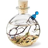 Shrimp Bubble Self-Sustaining Ecosystem - Natural. Contains Live Opae Ula Shrimp