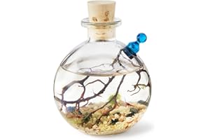 Shrimp Bubble Self-Sustaining Ecosystem - Natural. Contains Live Opae Ula Shrimp