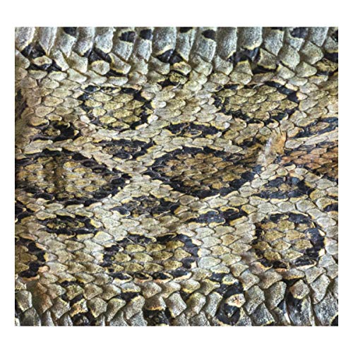 61kmI8dHTHL BEUSS Piel De Serpiente De Leopardo Estampada Botella de Agua Frasco de Vacío Aislamiento de Acero Inoxidable de… BEUSS Piel De Serpiente De Leopardo Estampada Botella de Agua Frasco de Vacío Aislamiento de Acero Inoxidable de… - Imagen 6