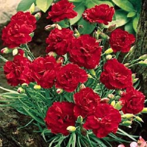 CARNATION 'Giant Red KingDianthus Caryophyllus 20+ Perennial Seeds