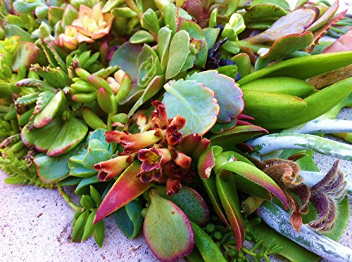 3 15+Assorted+Succulent+Cuttings+Terrariums