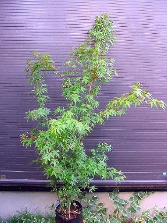 Amazon 株立ち イロハ紅葉 150 イロハモミジ いろはもみじ 植木