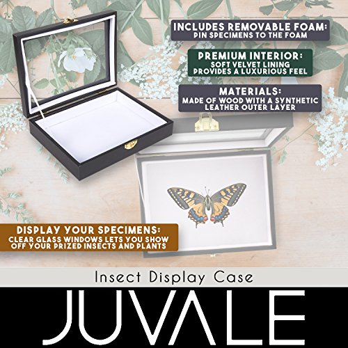 3 Insect+Display+Case+Window+Collecting