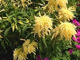 50 AURORA YELLOW AMARANTHUS Tricolor Josephs Coat Flower Seeds *Comb S/H
