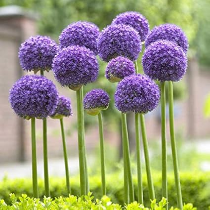 Allium bulbe