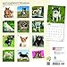 Longhaired Chihuahuas 2018 12 x 12 Inch Monthly Square Wall Calendar, Animals Small Dog Breeds