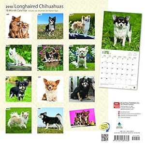Longhaired Chihuahuas 2018 12 x 12 Inch Monthly Square Wall Calendar, Animals Small Dog Breeds (Multilingual Edition)