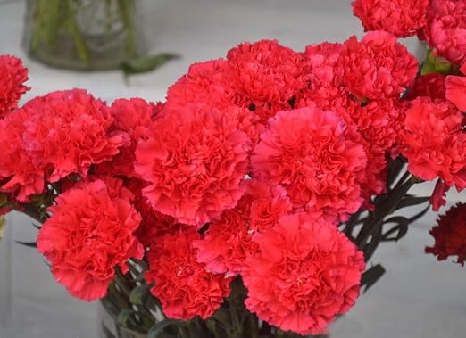 100pcs Semillas de Clavel Gigante, Semillas Flores Plantas ...