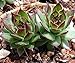 Black Hens & Chicks - Sempervivum - Very Hardy - 4