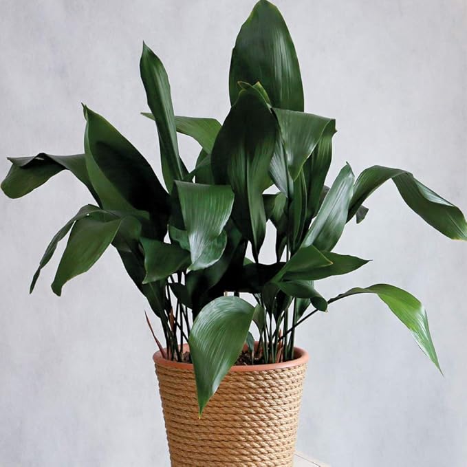 Cast Iron Plant House Plant Tender Perennial Ideal House Warming Gift Low Maintenance Aspidistra