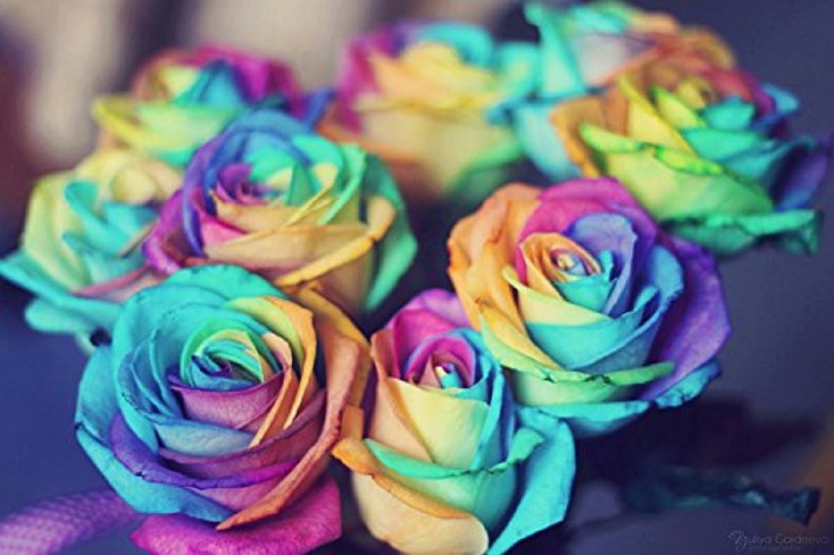 1000Pcs Beautiful Rainbow Rose Seeds Multicolored Rose