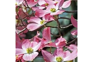TRISTAR PLANTS Stellar Pink Flowering Dogwood Tree - 1 Gallon, 2'-'5ft Tall - Established Rooted Potted Plants - Cornus Florida x Cornus kousa, Fast Growing Tree, Easy Care, Spring Blooms