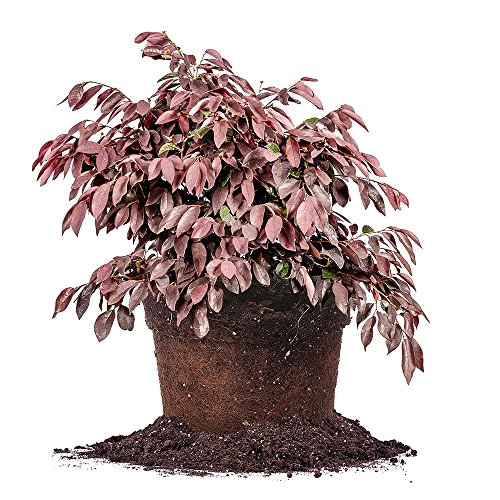 Zhuzhou Loropetalum 1 Gallon