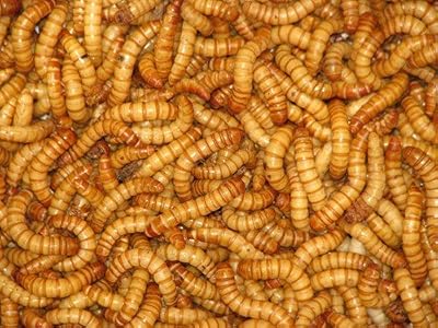 Reptile Livefoods Mealworms 60g Tub 20-30mm Brand Reptile Livefoods