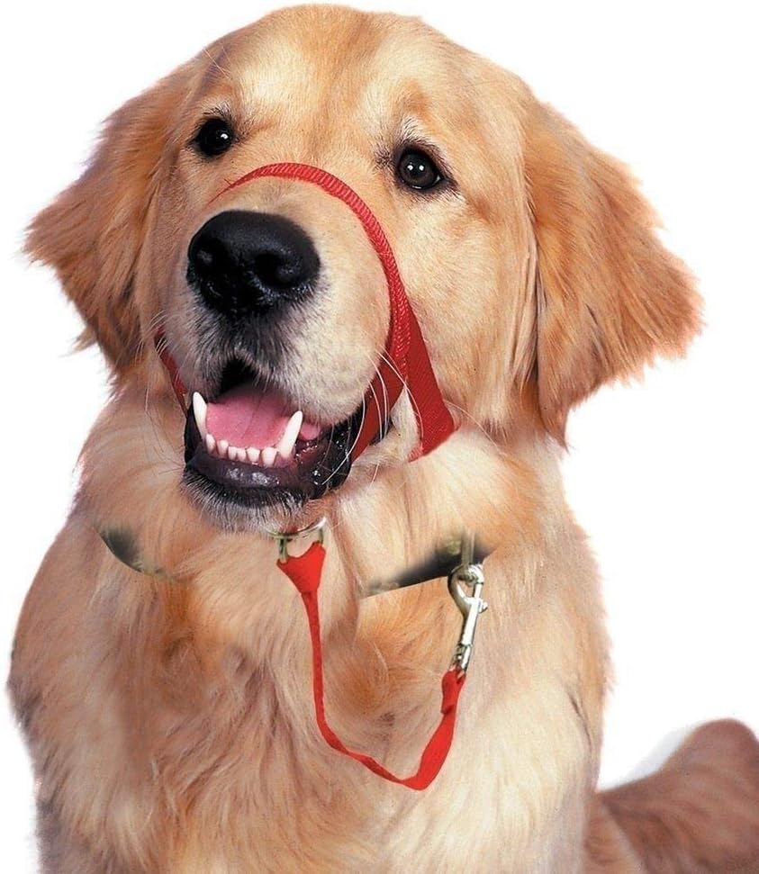 dog head halter amazon