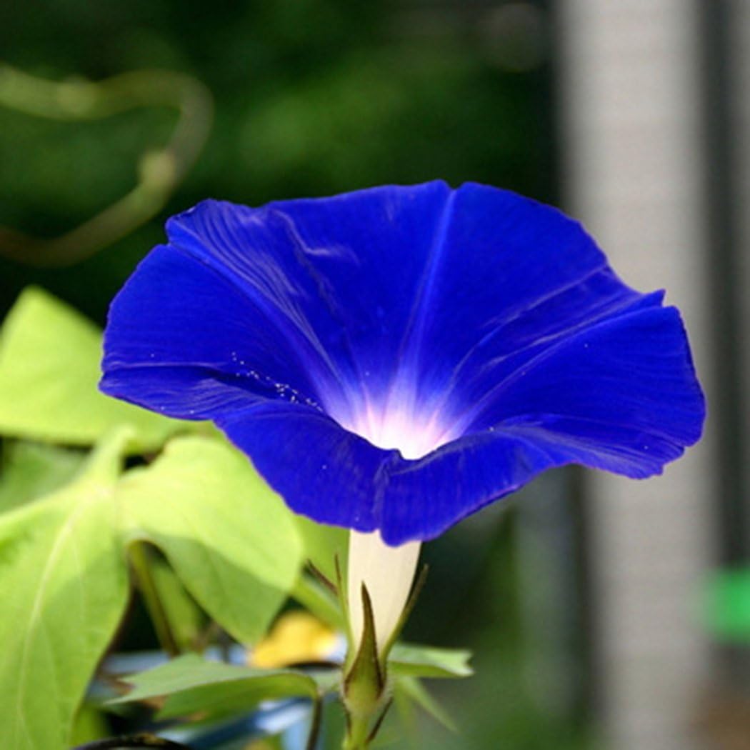 mymotto 50 Pcs Cute Flowers Scented Flower Seeds, Morning Glory Seeds, 6, 50 Pcs