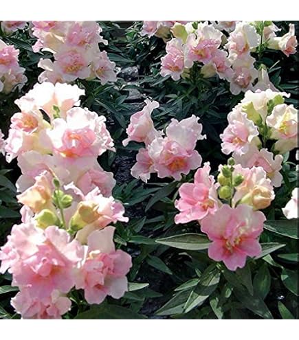 midwest wildflower seed mix Ferry-Morse Midwest Mix Bulk Wildflower Seeds, 1lb
