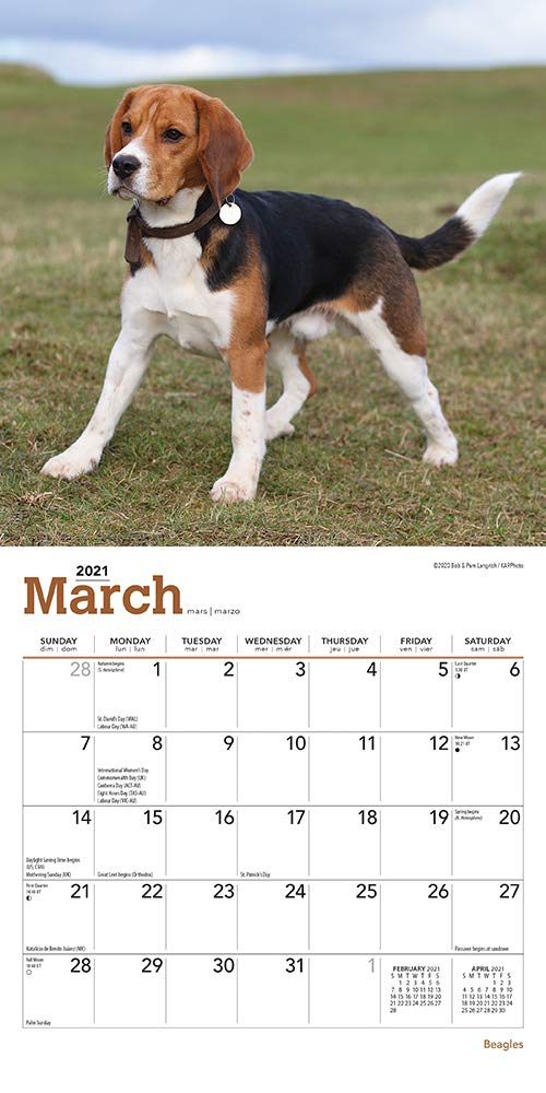 Beagles 2021 Calendar Amazon De Browntrout Publishing Fremdsprachige Bucher