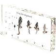 RupXinSplend Lifecycle of Frog-Development Paperweight Specimens - Animal Specimens in Clear Resin in Science Classroom for Science Education, Gift for Science Lovers