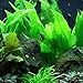 Amazon Sword Plant Echinodorus Bleheri Tall Bunch Live Aquarium Plants Freshwater Planted Tank Decorations by Mainam