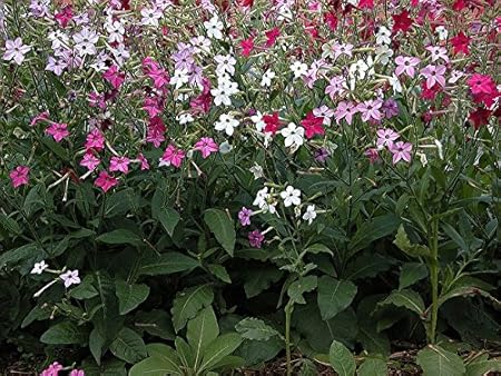 Geflügelten Tabak Samen gemischt - Nicotiana Eintritt
