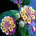 200 Pcs Lantana camara flower seeds Rare Perennial Herb Plant for Home Garden