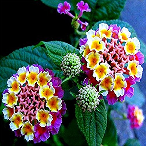 200 Pcs Lantana camara flower seeds Rare Perennial Herb Plant for Home Garden
