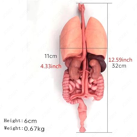 Mua 3D Human Intestine Model, Silicone Human Torso Organ Anatomy ...