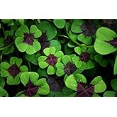 Iron Cross Shamrock Bulbs - 10 Bulbs to Plant - Iron Cross Shamrocks - Fast Growing Year Round Color Indoors or Outdoors - Ox